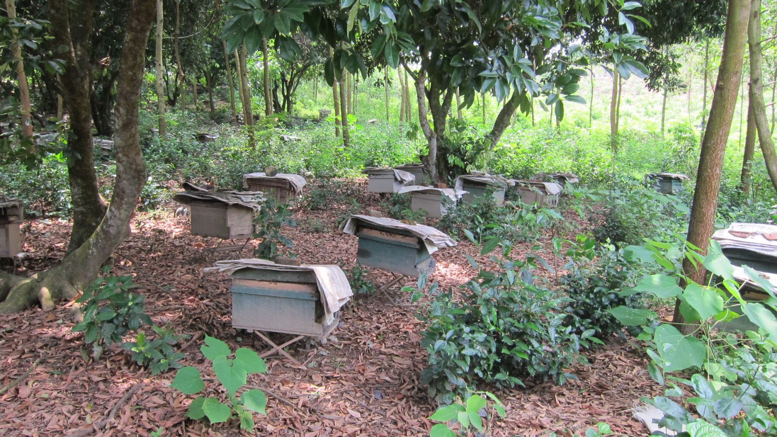 Công việc nuôi ong của nông dân thôn Phúc Thành, xã Hóa Trung, Huyện Đồng Hỷ , Tỉnh Thái Nguyên hình thành và phát triển như thế nào ?